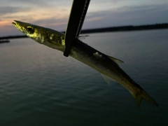 カマスの釣果