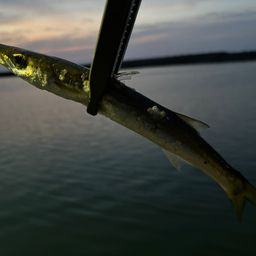 カマス