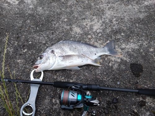 キビレの釣果