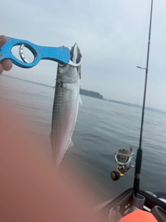 マサバの釣果