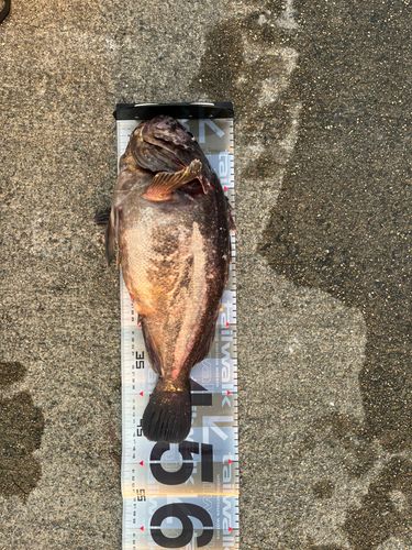 クロソイの釣果