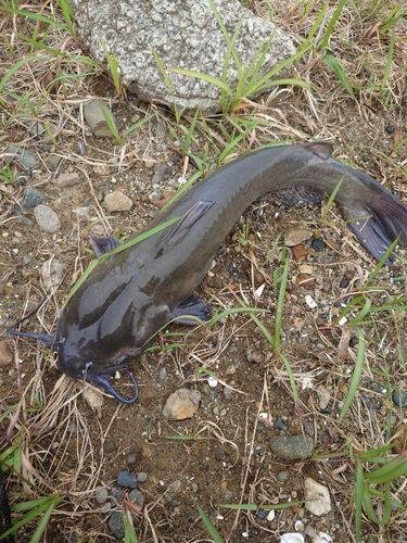 アメリカンキャットフィッシュ