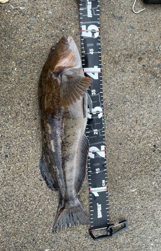 アイナメの釣果