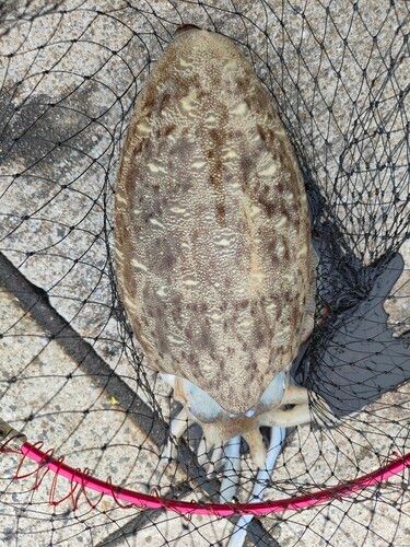 モンゴウイカの釣果