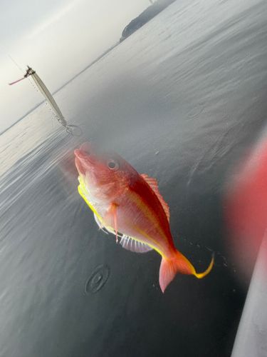 イトヨリダイの釣果