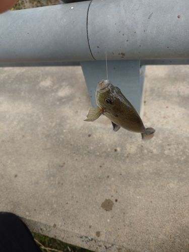 ブルーギルの釣果