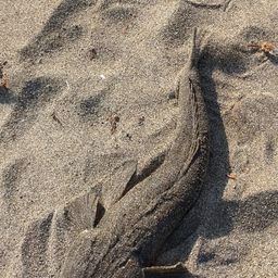 マゴチ