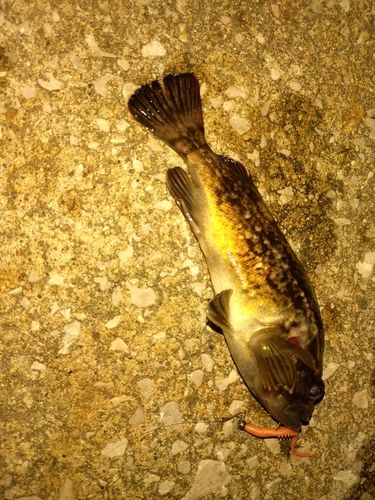 クロソイの釣果