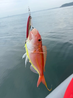 イトヨリダイの釣果