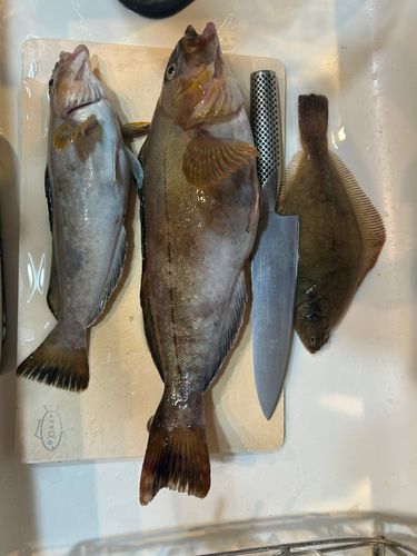 アイナメの釣果