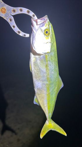 ワカシの釣果