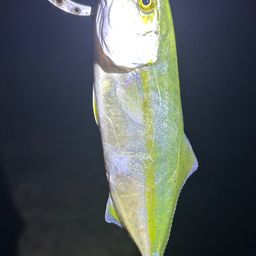 ワカシ