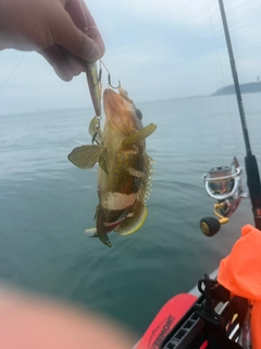 アオハタの釣果