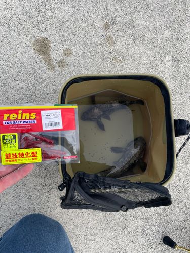 クロメバルの釣果