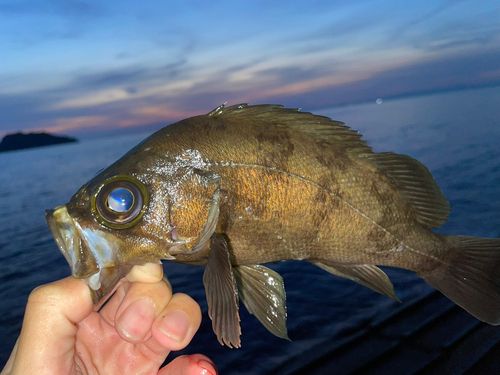 メバルの釣果