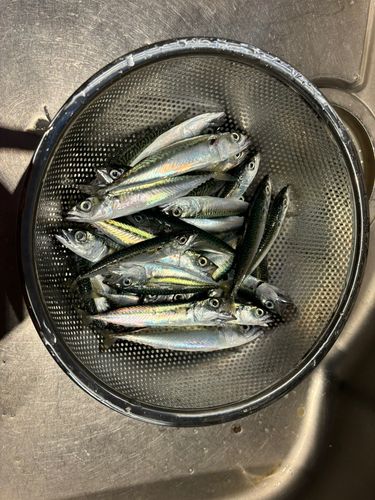 サバの釣果