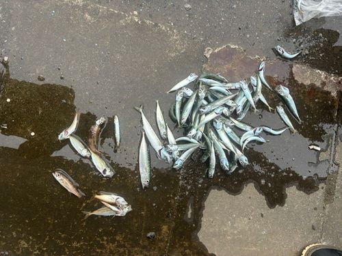 サバの釣果