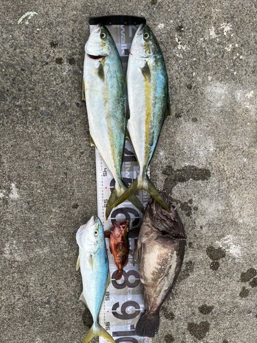 ヒラマサの釣果