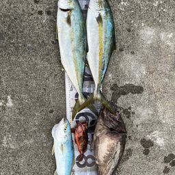 ヒラマサ