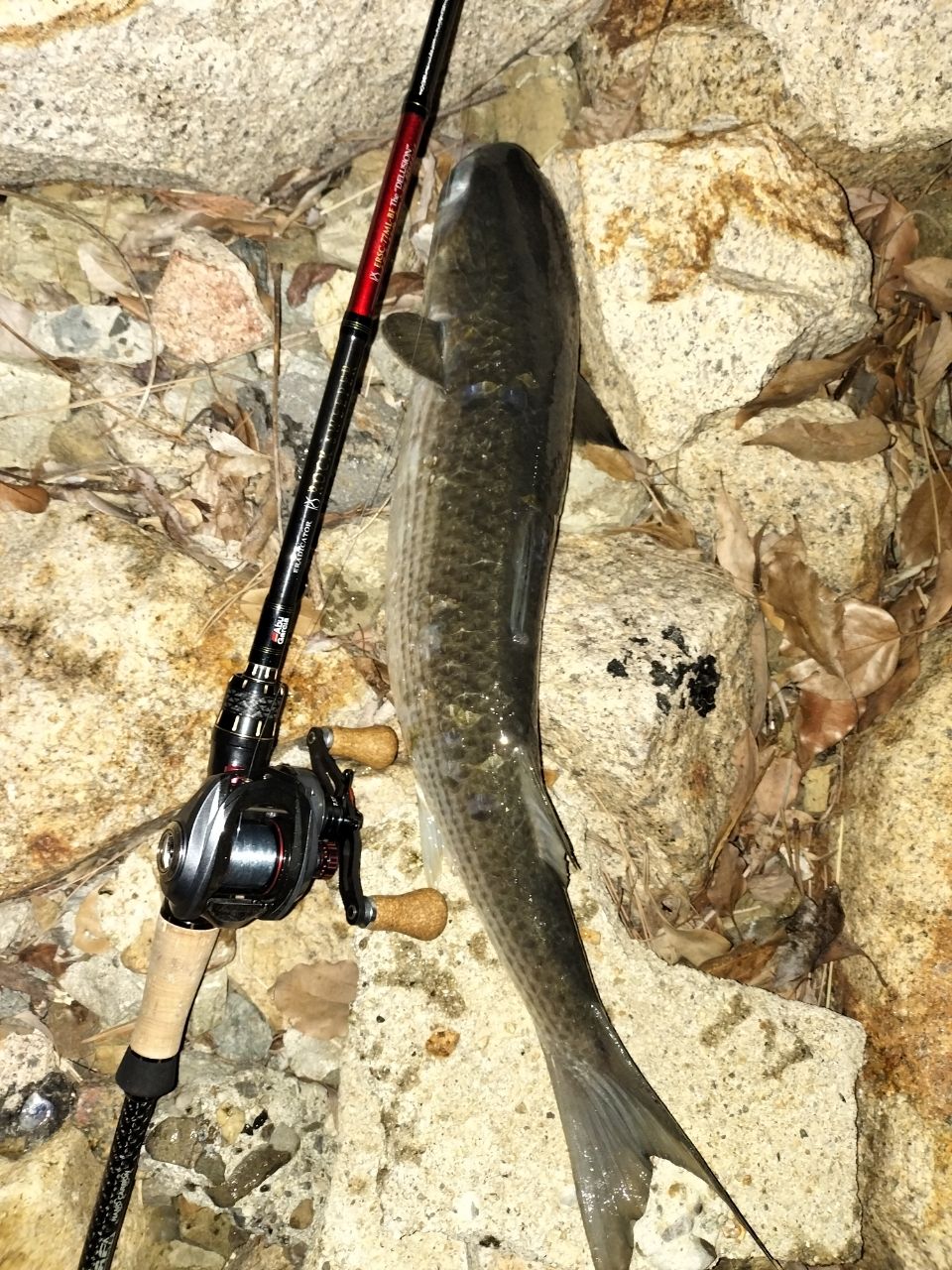 アブ　エラディケーター　ロックスイーパーersc-77ml-bf Eradicator Rocksweeper (エラディケーター ロックスイーパー