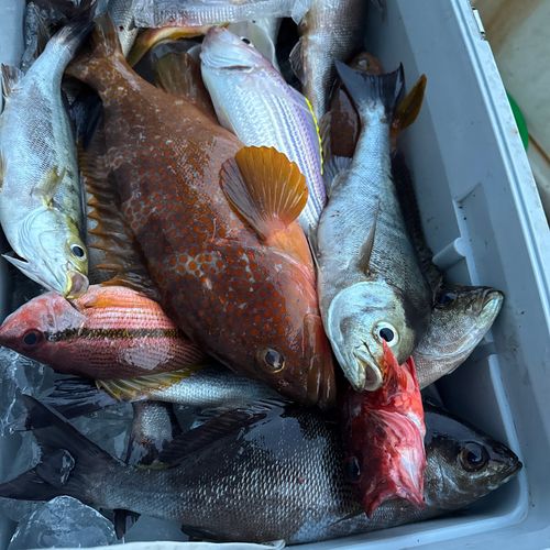 アコウの釣果