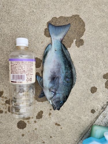 メジナの釣果