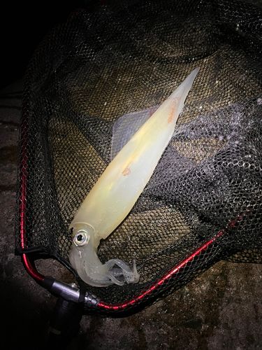 ケンサキイカの釣果