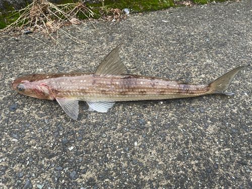 エソの釣果