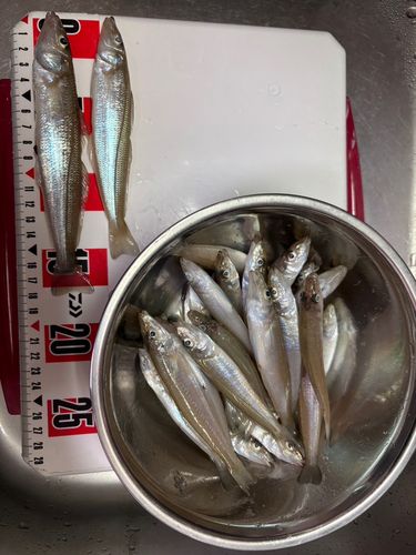 キスの釣果
