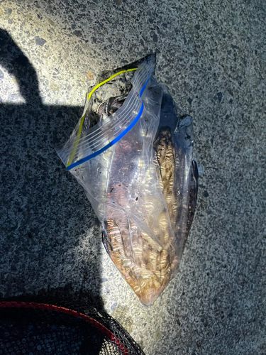 モンゴウイカの釣果