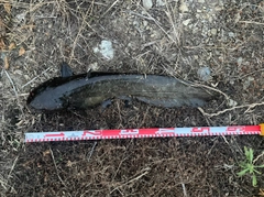ナマズの釣果