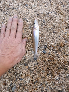 シロギスの釣果