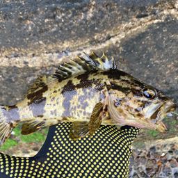 タケノコメバル