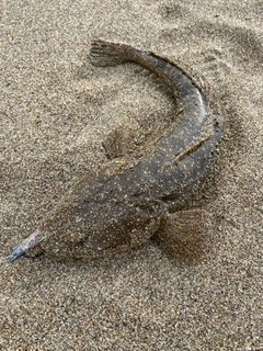 マゴチの釣果