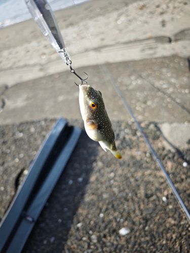 クサフグの釣果