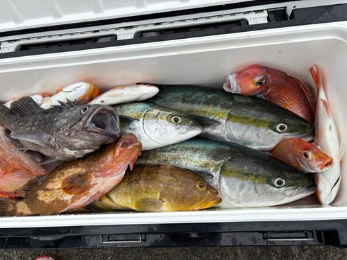 ブリの釣果