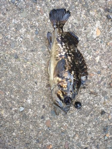 クロソイの釣果