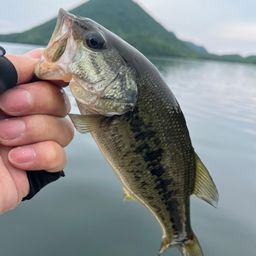 ブラックバス