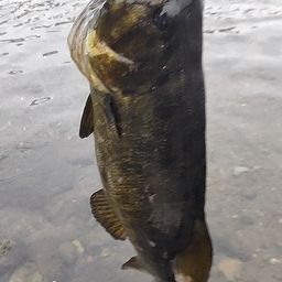 スモールマウスバス