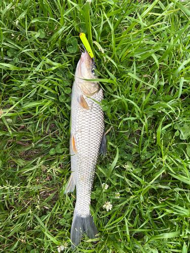 ニゴイの釣果