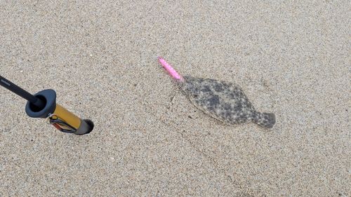 ソゲの釣果