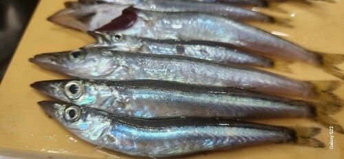 カマスの釣果