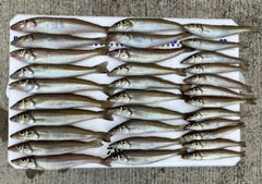シロギスの釣果
