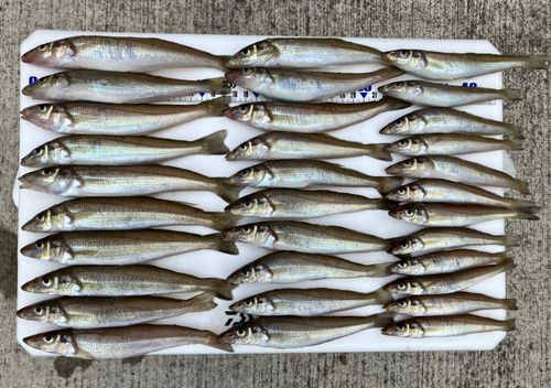 シロギスの釣果