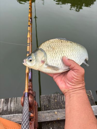 ヘラブナの釣果