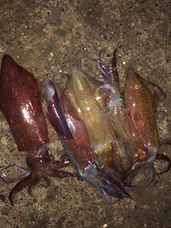 マメイカの釣果