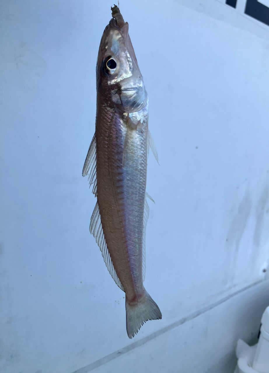 シロギス