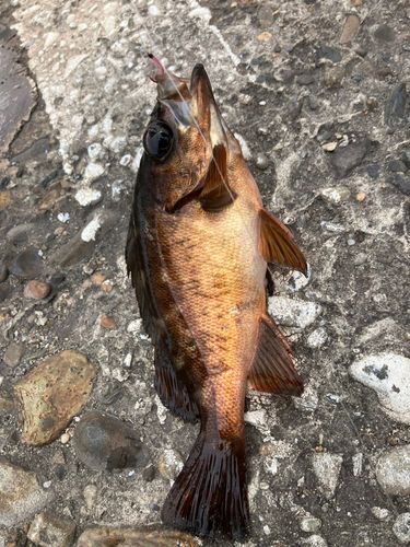 メバルの釣果