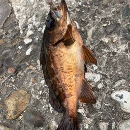 メバル