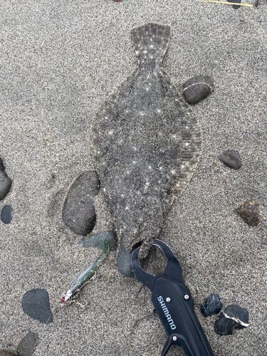 ソゲの釣果